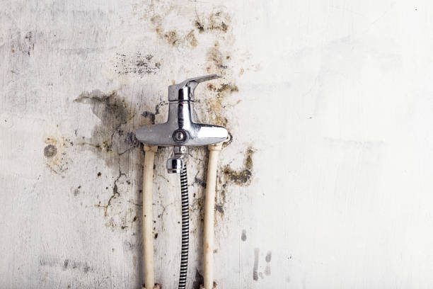 Best Basement Mold Remediation in Indian Wells, CA