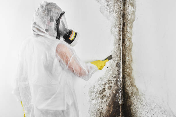 Best Post-Flood Mold Remediation in Indian Wells, CA