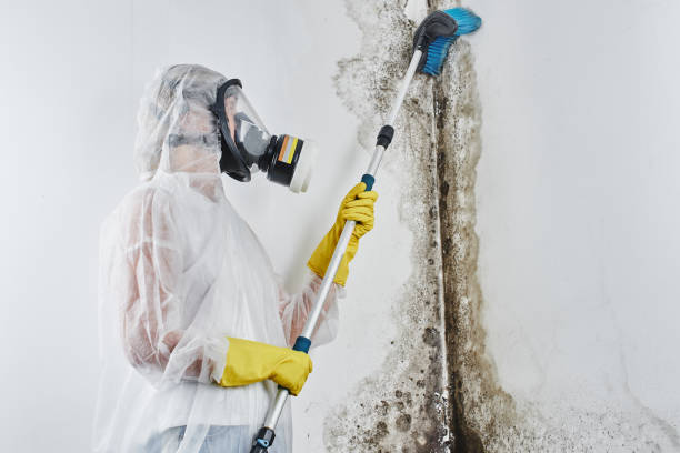 Best Residential Mold Remediation in Indian Wells, CA