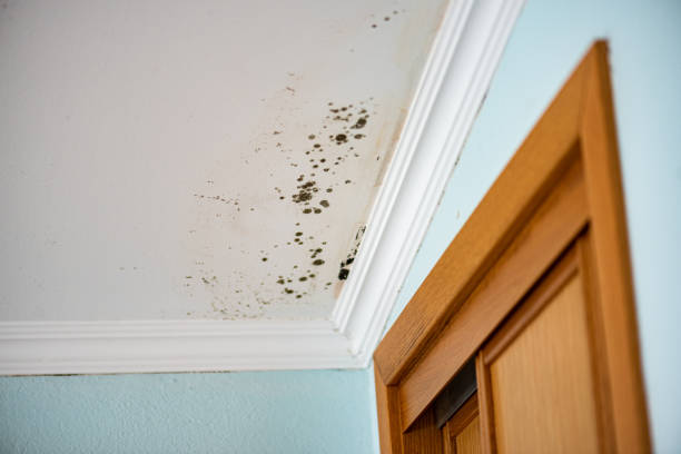 Best Attic Mold Remediation in Indian Wells, CA