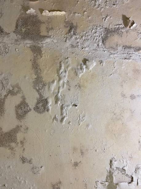 Best DIY Mold Remediation Support Services in Indian Wells, CA