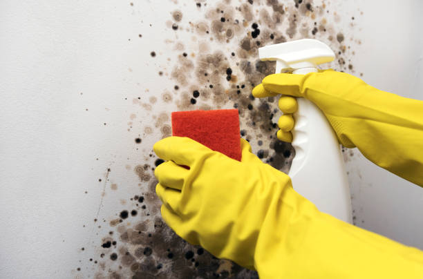 Best Emergency Mold Remediation in Indian Wells, CA