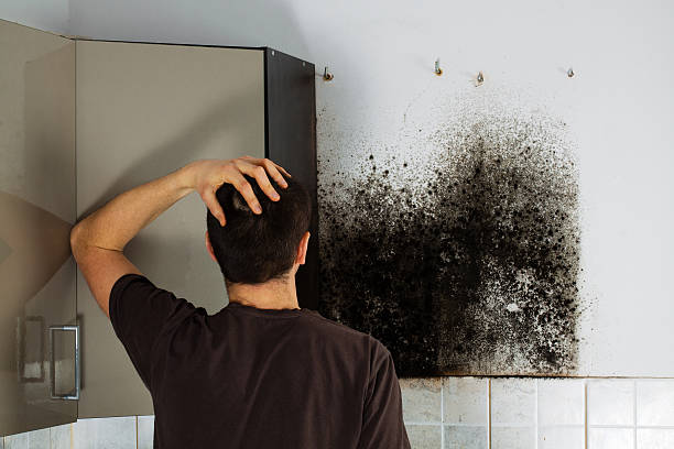 Best Localized Mold Remediation (e.g., coastal areas, humid climates) in Indian Wells, CA